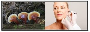 reishi propiedades - lifting marbella